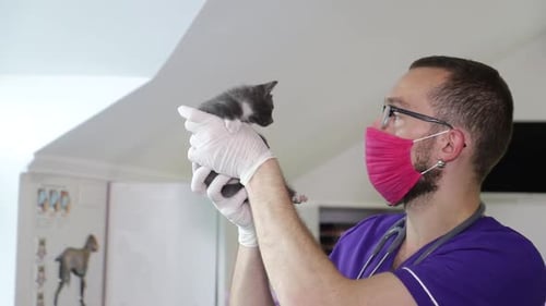 Veterinarian Holds Small Kitten at Clinic