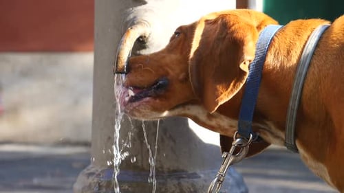 Lustiger Hund trinkt Wasser aus dem Brunnen