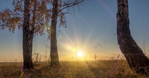 Wiesen-Zeitraffer zur Sommer- oder Herbstzeit