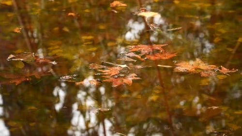 Autumn Leaves Floating Gently on Pond Surface