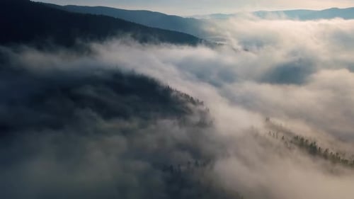 Mystic Foggy Forest Nature 4K