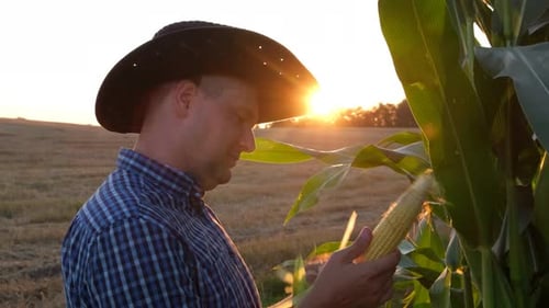 Ein intelligenter männlicher Landwirt (Agronom) überprüft und kontrolliert die Qualität der Maisernte.