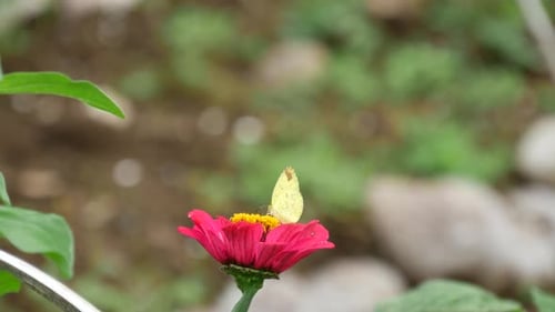 Schmetterling an einer roten Blume auf Bali Indonesien