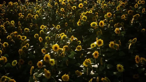 Sunflower Field and Cloudy Sky