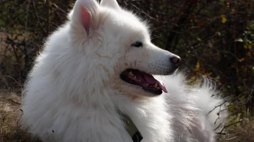 Close-up of a dog's nose and tongue. White dog breathing fast after walking in nature 4K video.