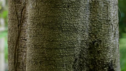 Texture d'écorce d'arbre bombée avec côté clair et foncé