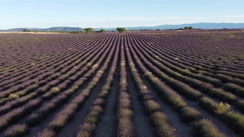 Lavender in Plateau de Valensole, France