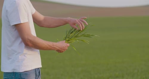 Man Inspecting Fresh Wheat Crop in Field