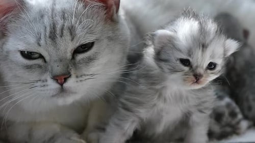 Gata americana de pelo corto abrazando a su gatito con amor en cámara lenta