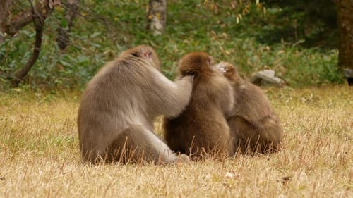 Monkey-Familie