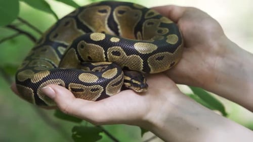 Gros plan sur le serpent dans les mains