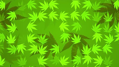 Animated Cannabis Leaves Falling Pattern Loop Background