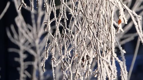 Des flocons de neige tombent des branches enneigées de l'arbre.