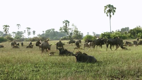 A herd of Gnu in Botswana, Africa.