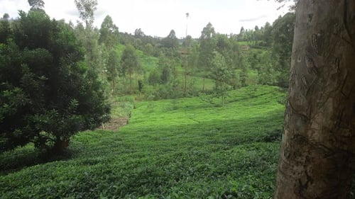 Growing Tea on Plantations