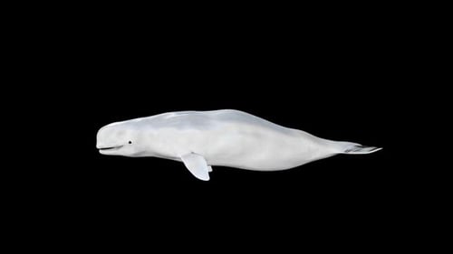 Beluga Swim