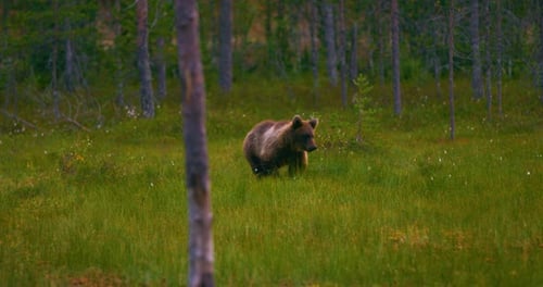 Young Brown Bear Walking Free in the Forest Looking for Food