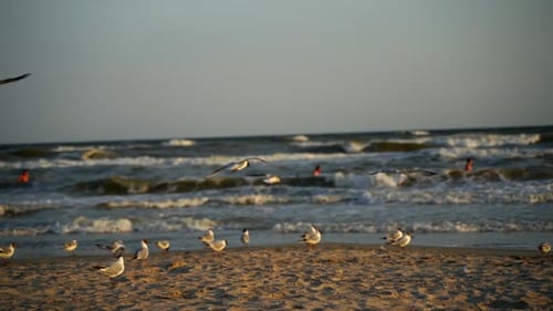 Many seagulls walking on the sea shore in the evening. Flock of seagulls on a beach near sea water