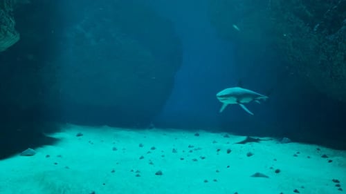 Shark's attack. The shark swimming around on the bottom of the ocean. Danger.