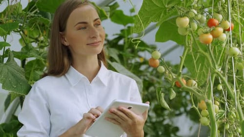 Woman Inspecting Tomato Plants with Tablet in Greenhouse