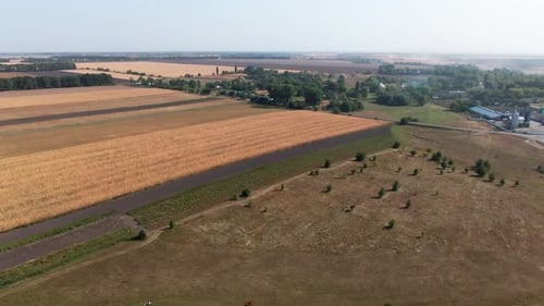Field landscapes. fields of corn. aerial. golden corn.