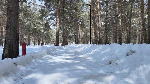 snowy trees view