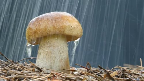 Mushroom Getting Drenched in Refreshing Rain