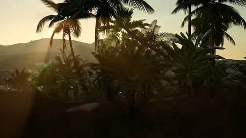 Coco Palm Trees Tropical Landscape