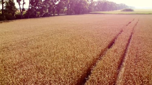 Landscape Wheat Field
