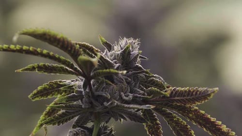 Close Up Marijuana Bud On Leafy Plant With Cinematic Background Blur