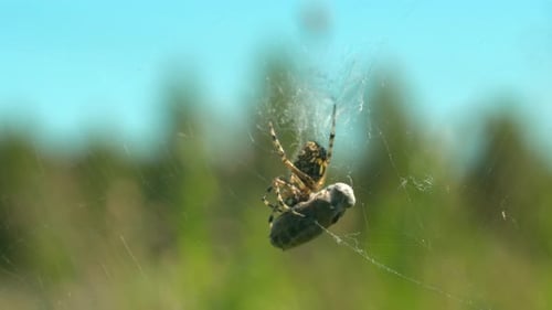 Araignée avec victime sur le Web
