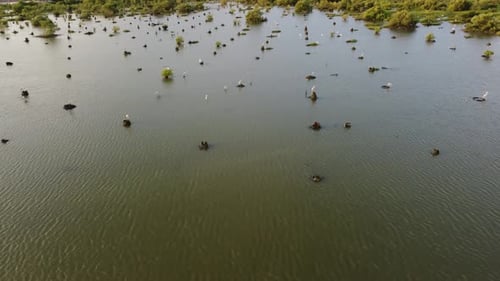 Aerial View of White Birds Resting on Wetlands