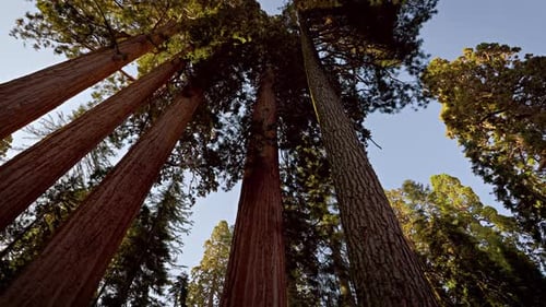 Giant Sequoia trees in Kings Canyon National Park