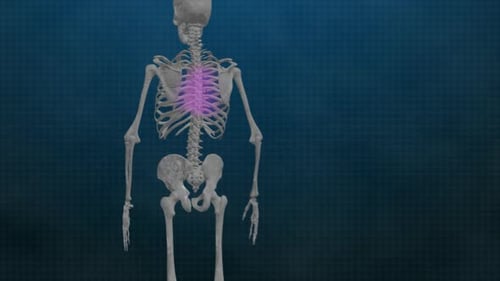 3D Human Skeleton Rotation with Highlighted Joints and Spine