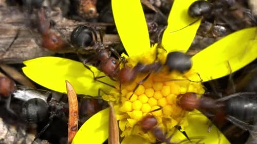 Ameisenkolonie im Nest im Wald, während sie gemeinsam arbeiten und Futter suchen