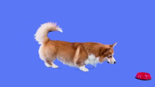 Corgi Dog Walks and Eats from Bowl