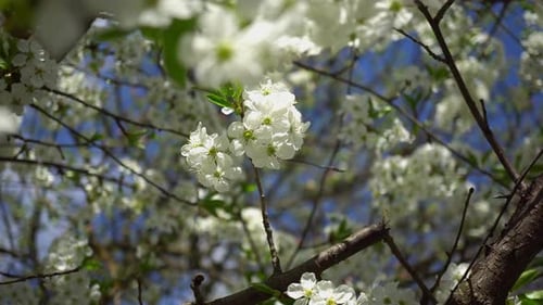 Spring Flowering Cherries 2