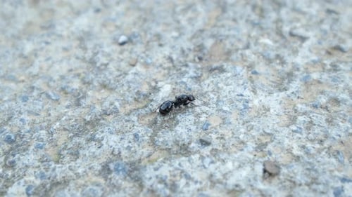 Ant