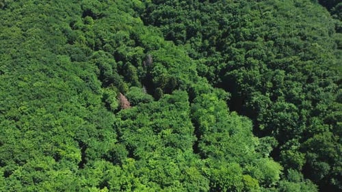 Aerial View of Mixed Green Forest Tree Tops on a Summer Day