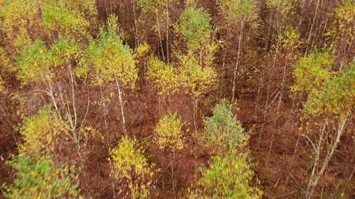 Bosque de abedules de otoño Vista aérea.