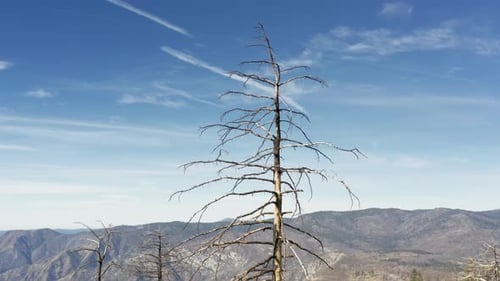 Ancient Tall and Dried Up Plant As Seen From the Valley with Mountains Behind