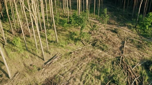 Hardwood, Lumber, Fallen Trees Trunks In Deforestation Area. Pine Forest Landscape In Summer Day
