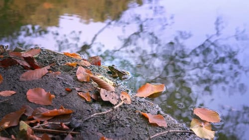 Camouflaged Frog Sitting Near Pond with Autumn Leaves