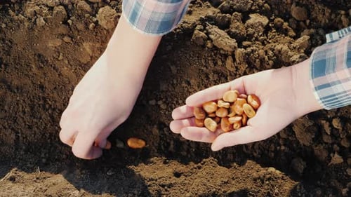 Top View of Farmer's Hands are Planting Grain Into the Soil