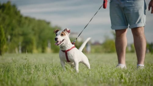 Jack Russell Terrier Walks in the Park with His Owner