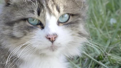 Portrait of beautiful cute cat with green eyes and long whiskers looks at camera