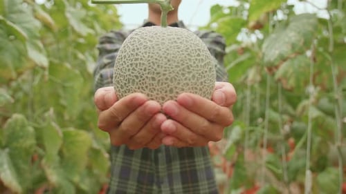 Fermier asiatique tenant un melon et montrant à la caméra dans la maison verte de Melon Farm