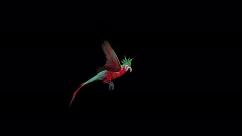 Realistic Macaw Parrot Flying with Flapping Wings