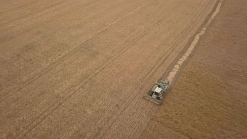 Combine Harvester Harvesting Wheat in Rural Field