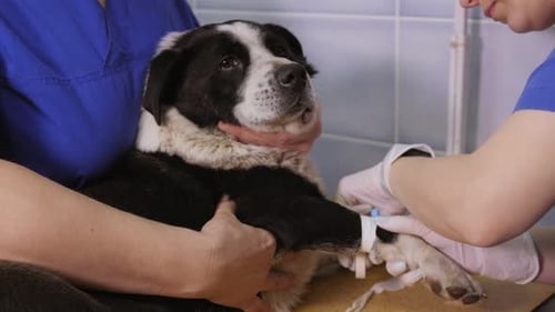 A Veterinarian Installs an Intravenous Catheter for a Dog in a Vet Clinic